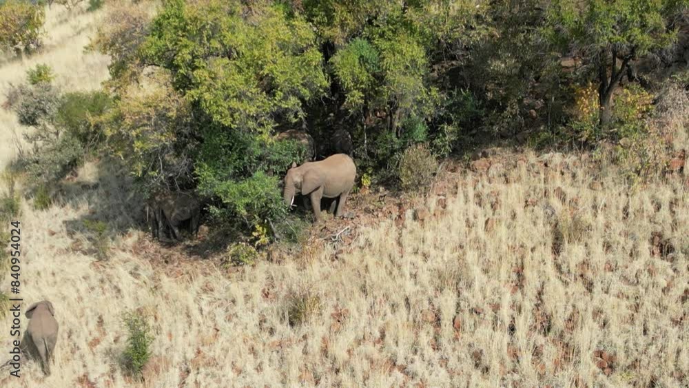 Elephants Grazing At Pilanesberg National Park In North West South Africa. African Animals Landscape. Pilanesberg National Park. Pilanesberg National Park At North West South Africa. Big Five Animals. Elephants Grazing At Pilanesberg National Park In North West South Africa. African Animals Landscape. Pilanesberg National Park. Pilanesberg National Park At North West South Africa. Big Five Animals.