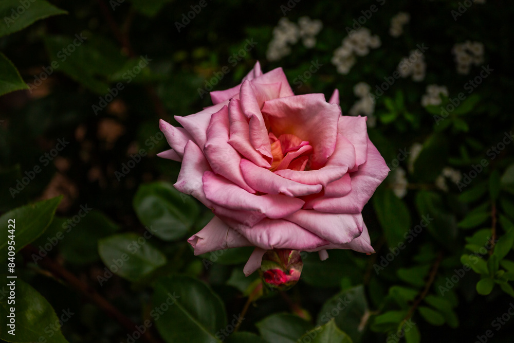 Beautiful pink rose flower in the flowerbed Beautiful pink rose flower in the flowerbed