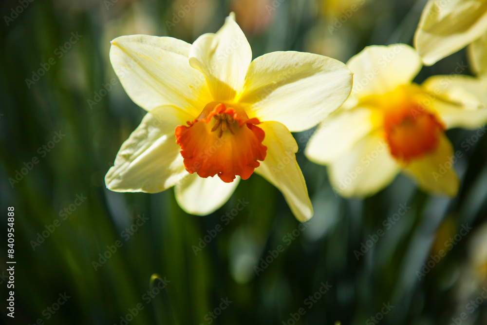 Yellow and orange daffodils in a garden, backlit, spring flowers Yellow and orange daffodils in a garden, backlit, spring flowers