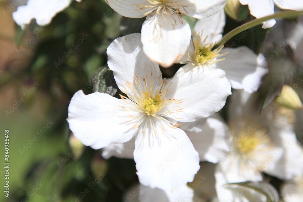 white flowers background white flowers background