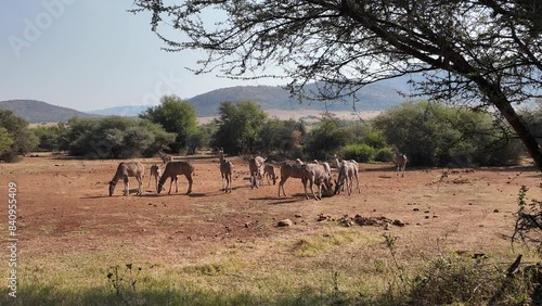 Safari Skyline At Pilanesberg National Park In North West South Africa. African Animals Landscape. Pilanesberg National Park. Pilanesberg National Park At North West South Africa. Big Five Animals.