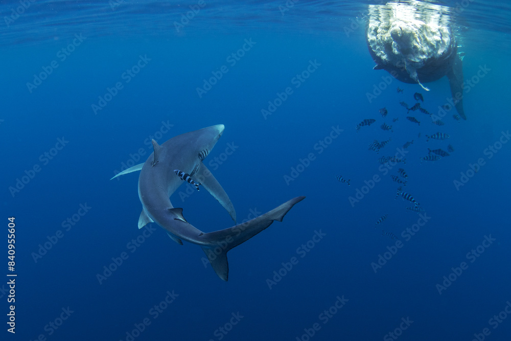 Obraz premium Blue shark are feeding on the death whale. Sharks around the whale's carcass. Natural behavior in ocean. Marine life around the Azores islands.