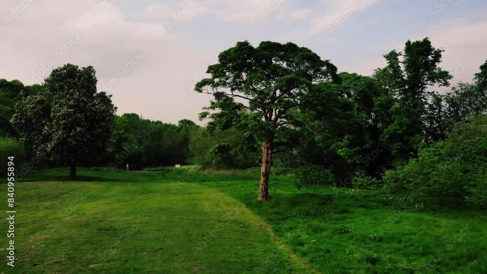Park lawn grass with tall trees woodland in England wide aerial Park lawn grass with tall trees woodland in England wide aerial
