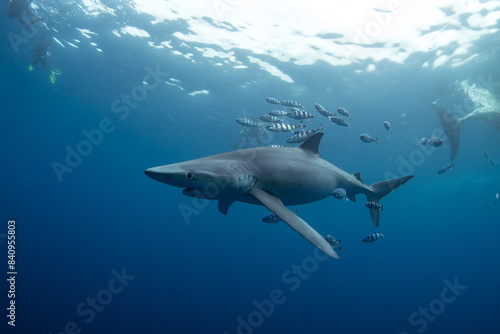 Blue shark are feeding on the death whale. Sharks around the whale s carcass. Natural behavior in ocean. Marine life around the Azores islands.