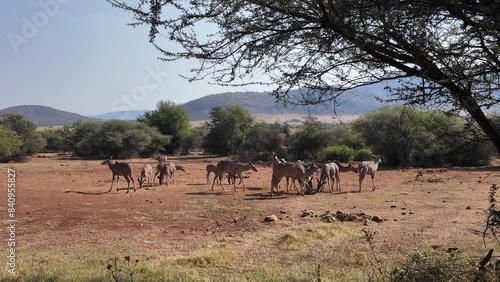 Wild Antelopes At Rustenburg In North West South Africa. African Animals Landscape. Pilanesberg National Park. Rustenburg At North West South Africa. Big Five Animals. Wildlife Safari.