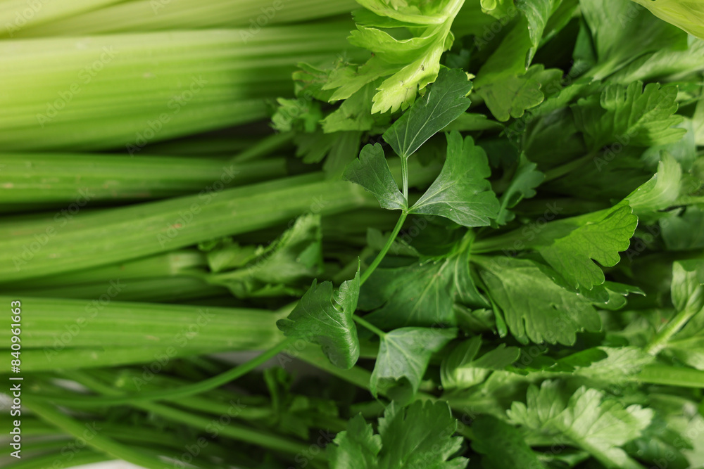 Texture of fresh green celery as background Texture of fresh green celery as background