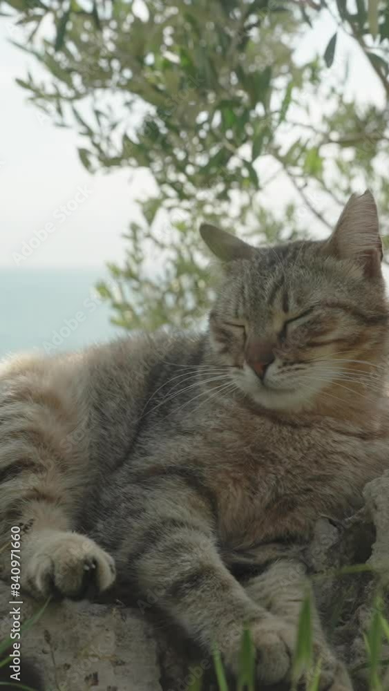 Vertical video. Waking Up on a Rock by the Sea, a Striped Cat Washes Its Face with Its Paw While Lying in the Shade of a Tree. Vertical video. Waking Up on a Rock by the Sea, a Striped Cat Washes Its Face with Its Paw While Lying in the Shade of a Tree.