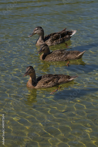 Tres patos ánade reales  photo