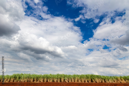 sugarcane photos, sugarcane images, sugarcane field pictures, sugarcane photography, sugarcane plant photos photo