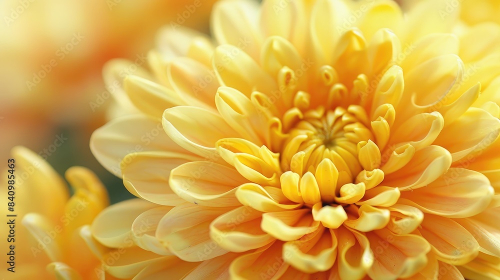 Close up of a large attractive yellow chrysanthemum Close up of a large attractive yellow chrysanthemum