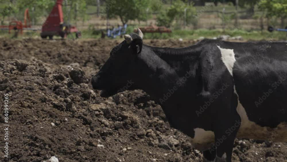 cow and herd of cows in a farm