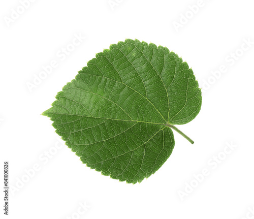 Young fresh green linden leaf isolated on white