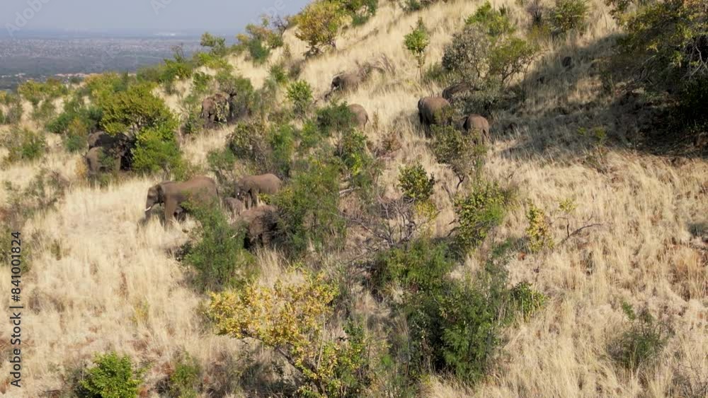 Wild Elephants At Rustenburg In North West South Africa. African Animals Landscape. Pilanesberg National Park. Rustenburg At North West South Africa. Big Five Animals. Wildlife Safari. Wild Elephants At Rustenburg In North West South Africa. African Animals Landscape. Pilanesberg National Park. Rustenburg At North West South Africa. Big Five Animals. Wildlife Safari.