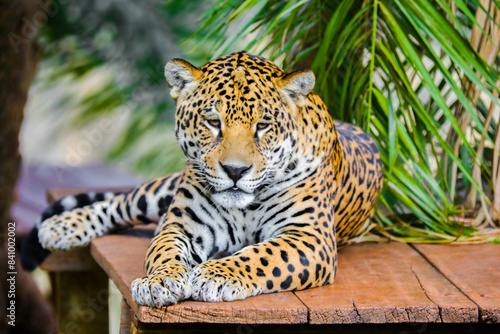 South American jaguar  Panthera onca . Tropical feline