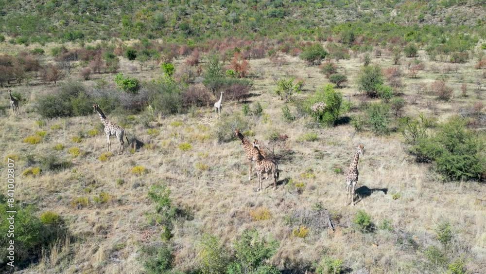 Giraffes At Pilanesberg National Park In North West South Africa. African Animals Landscape. Pilanesberg National Park. Pilanesberg National Park At North West South Africa. Big Five Animals. Giraffes At Pilanesberg National Park In North West South Africa. African Animals Landscape. Pilanesberg National Park. Pilanesberg National Park At North West South Africa. Big Five Animals.