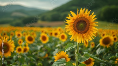 A Vibrant Field of Sunflowers Bloom Under the Warm Sunlight with Rolling Green Hills in the Background and a Clear Sky Capturing the Serenity of Nature