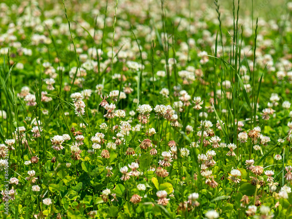 白詰草の花に覆われた大和川河川敷の風景