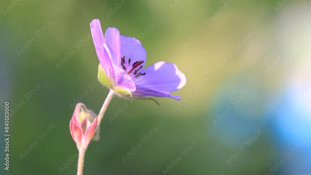 Close up view of Geranium Rozanne flower with shallow depth of field. Close up view of Geranium Rozanne flower with shallow depth of field.