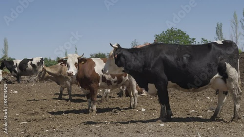 Wallpaper Mural cow and herd of cows in a farm Torontodigital.ca