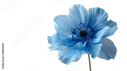 A single blue flower isolated on white background