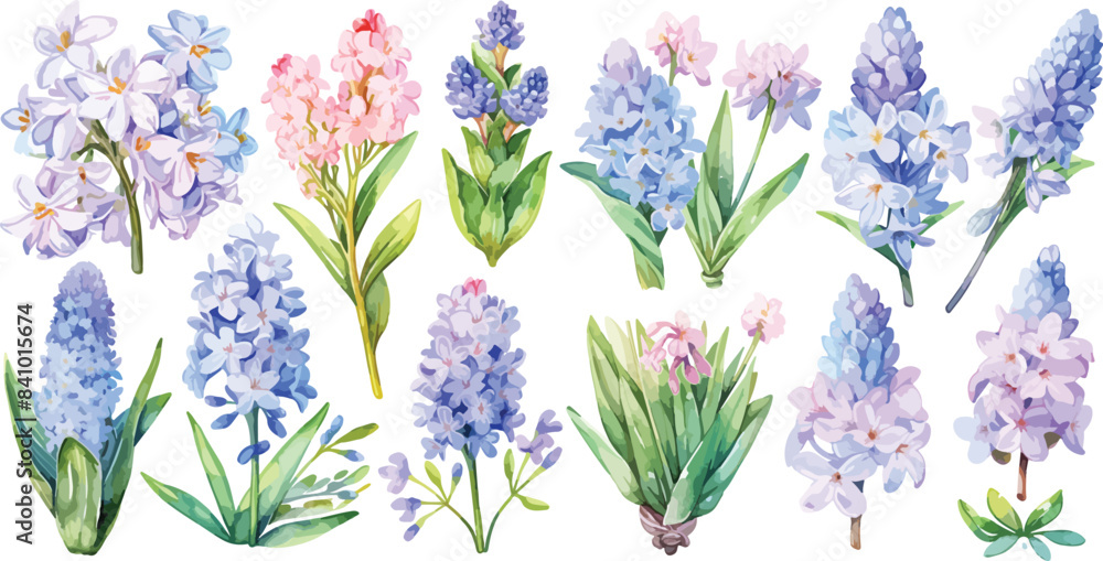 hyacinth clipart vector for graphic resources
hyacinth clipart vector for graphic resources