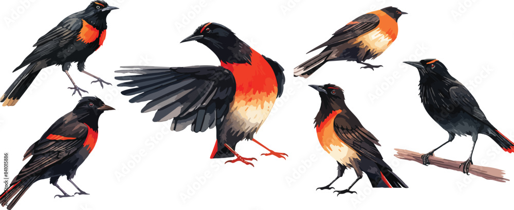 Red winged blackbird clipart vector for graphic resources
Red winged blackbird clipart vector for graphic resources