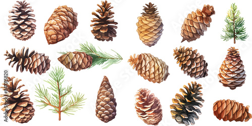 pine cone clipart vector for graphic resources	
