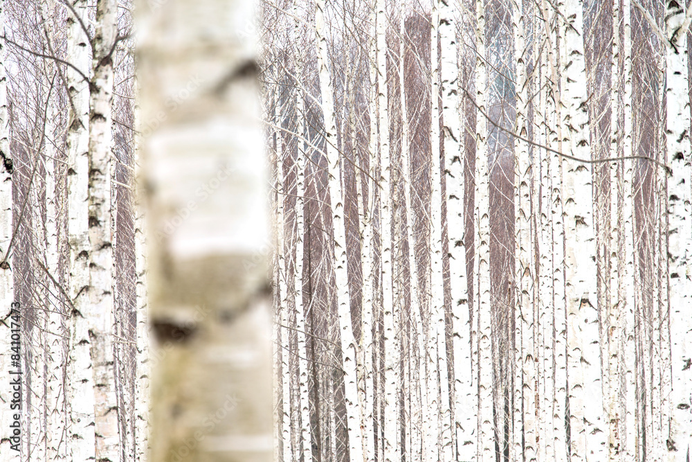 The forest of birch trees in winter The forest of birch trees in winter