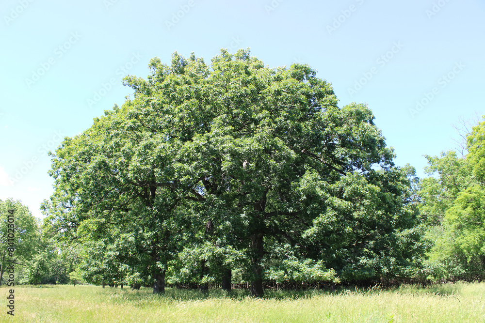 Grove of white oak trees in a meadow at Dam Number 4 Woods in Park Ridge, Illinois Grove of white oak trees in a meadow at Dam Number 4 Woods in Park Ridge, Illinois