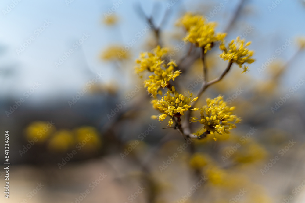 Close-up of a branch with vibrant yellow flowers