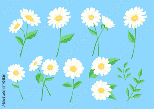 デイジーの花のベクターイラスト　カードのデザイン　白い花