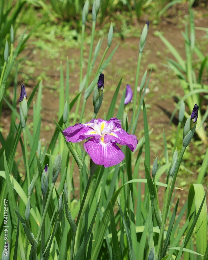 明治神宮御苑の菖蒲田に咲くハナショウブ 明治神宮御苑の菖蒲田に咲くハナショウブ
