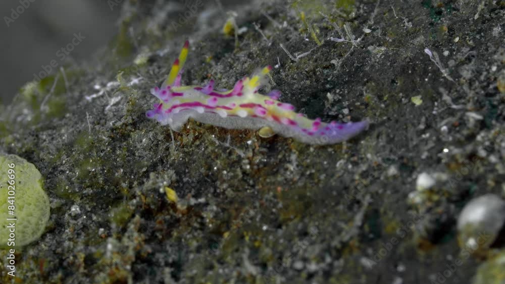 A brightly colored nudibranch crawls over a rock lying on the seabed on which small algae grow.
Shaggy Aegires (Aegires villosus) 12 mm. ID: tubercles with globular red or dark purple tips. A brightly colored nudibranch crawls over a rock lying on the seabed on which small algae grow.
Shaggy Aegires (Aegires villosus) 12 mm. ID: tubercles with globular red or dark purple tips.