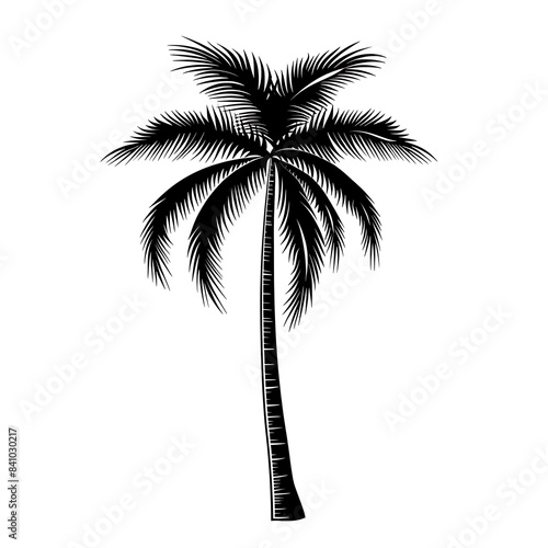 palm tree illustration