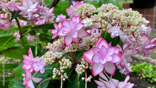 Delicate pink hydrangea petals with intricate deep pink edges