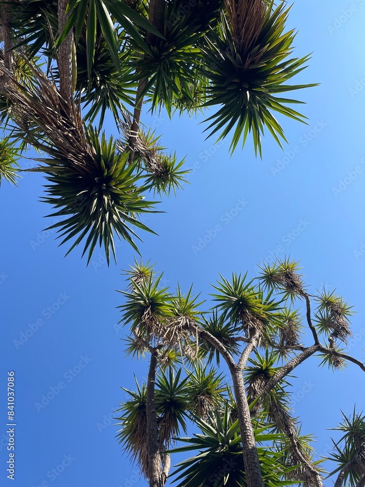 palm trees against sky, Looking up at tall palm trees against a clear blue sky, showcasing the lush green leaves and the beauty of nature