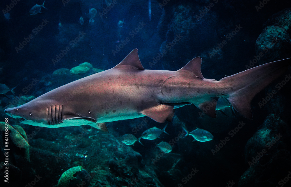 Fototapeta premium sand tiger shark swimming in dark ocean waters