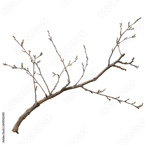 A close-up of a bare branch with small buds, isolated on a transparent background.