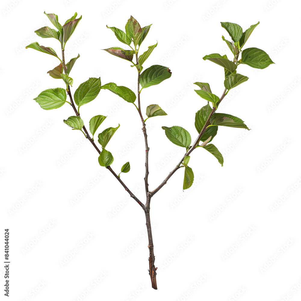A small green plant with three branches and leaves isolated on a transparent background. A small green plant with three branches and leaves isolated on a transparent background.