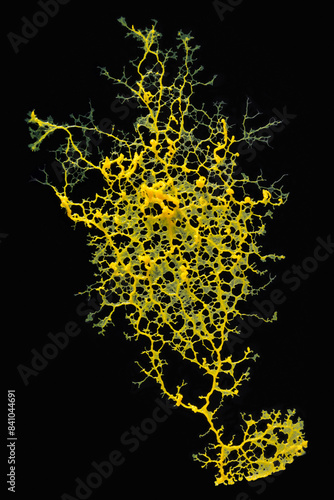 Plasmodial slime molds on black background.