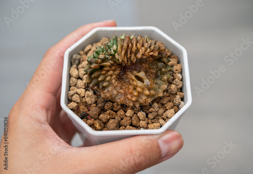 Fotografia Someone hand holding a rotting Gymnocalycium cactus