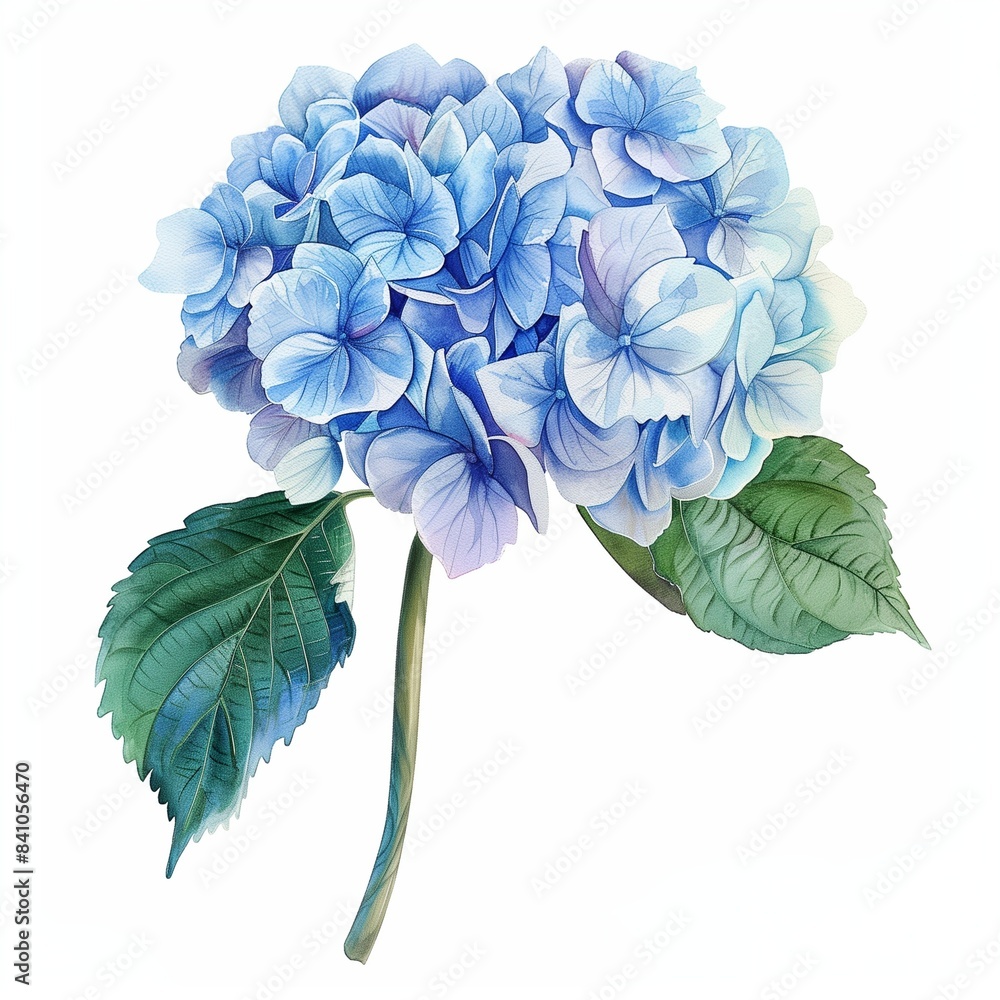 Watercolor illustration clipart of a single blue hydrangea bloom, isolated on white background, soft and intricate Watercolor illustration clipart of a single blue hydrangea bloom, isolated on white background, soft and intricate