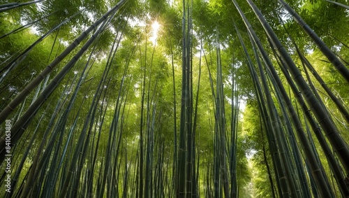 Sunbeams Filtering Through a Lush Bamboo Forest