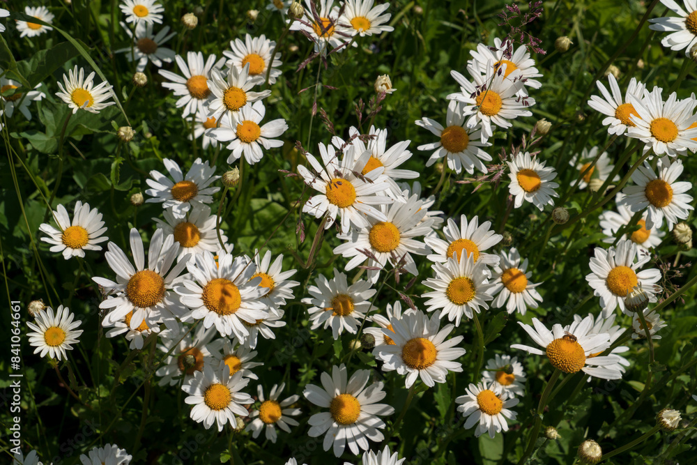 Blooming nivyanik ordinary (Lat. Leucanthemum vulgare) is a species of perennial herbaceous plants of the family Compositaceae (Asteraceae) Blooming nivyanik ordinary (Lat. Leucanthemum vulgare) is a species of perennial herbaceous plants of the family Compositaceae (Asteraceae)