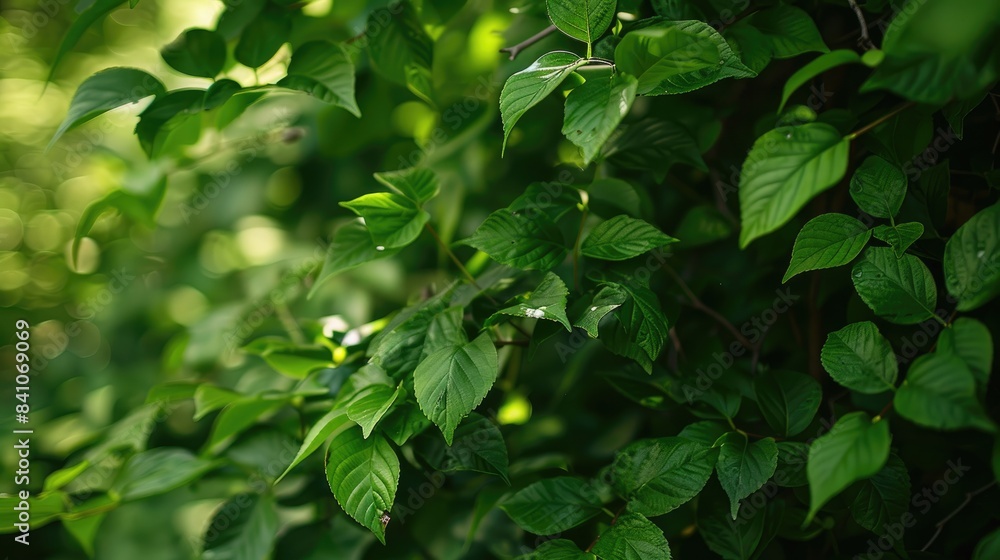 Green foliage swaying gently in the natural wind Green foliage swaying gently in the natural wind