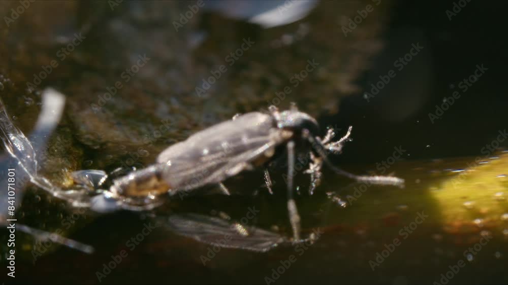 Macro shot of a Chironomid midge on the water surface, laying eggs, with exuvia behind it, moving in the breeze under bright sunshine. Macro shot of a Chironomid midge on the water surface, laying eggs, with exuvia behind it, moving in the breeze under bright sunshine.