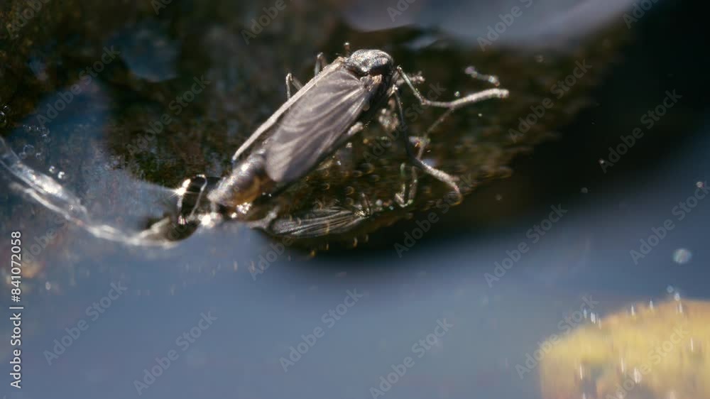 Non-biting midge on the water surface, possibly laying eggs, with exuvia behind it, moving gently in the breeze under bright sunshine. Non-biting midge on the water surface, possibly laying eggs, with exuvia behind it, moving gently in the breeze under bright sunshine.
