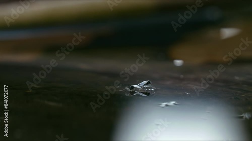 Two non-biting Chironomid midges are seen mating on the water surface, gently drifting with beautiful contrast lighting, creating a serene and detailed scene. Macro insects in nature. photo