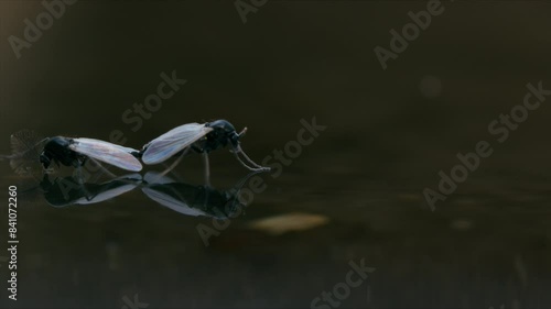 Two non-biting Chironomid midges mating on the water surface, gently drifting in a serene and detailed scene. Macro close-up view. photo