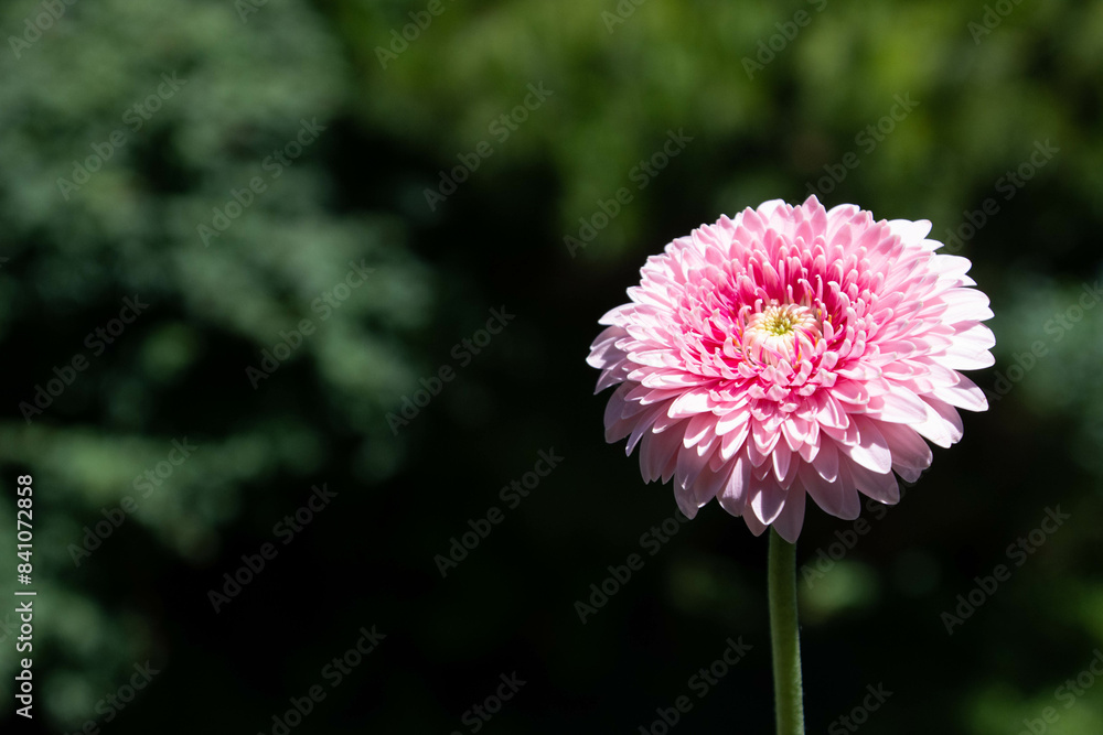 Fototapeta premium ピンクのガーベラ